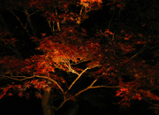 石山寺 秋のライトアップ