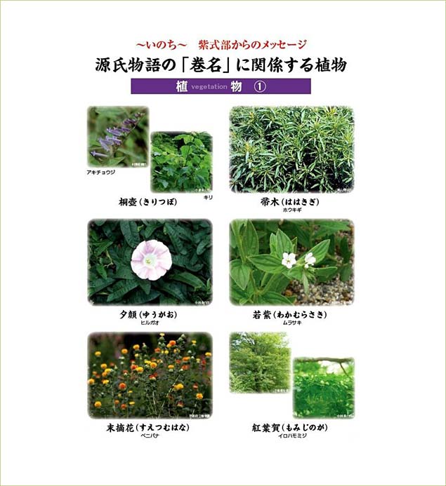 源氏物語の巻名に関係する植物　植物1