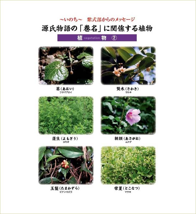 源氏物語の巻名に関係する植物　植物2