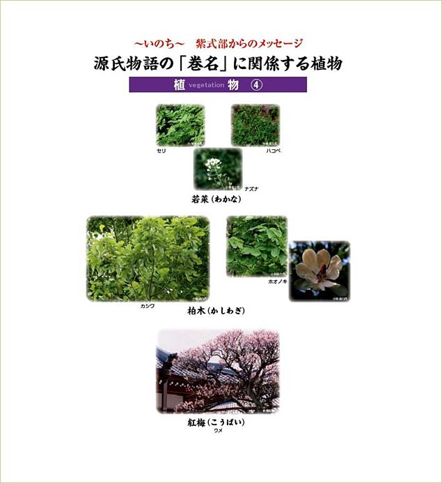 源氏物語の巻名に関係する植物　植物4