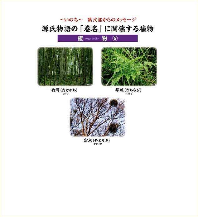源氏物語の巻名に関係する植物　植物5